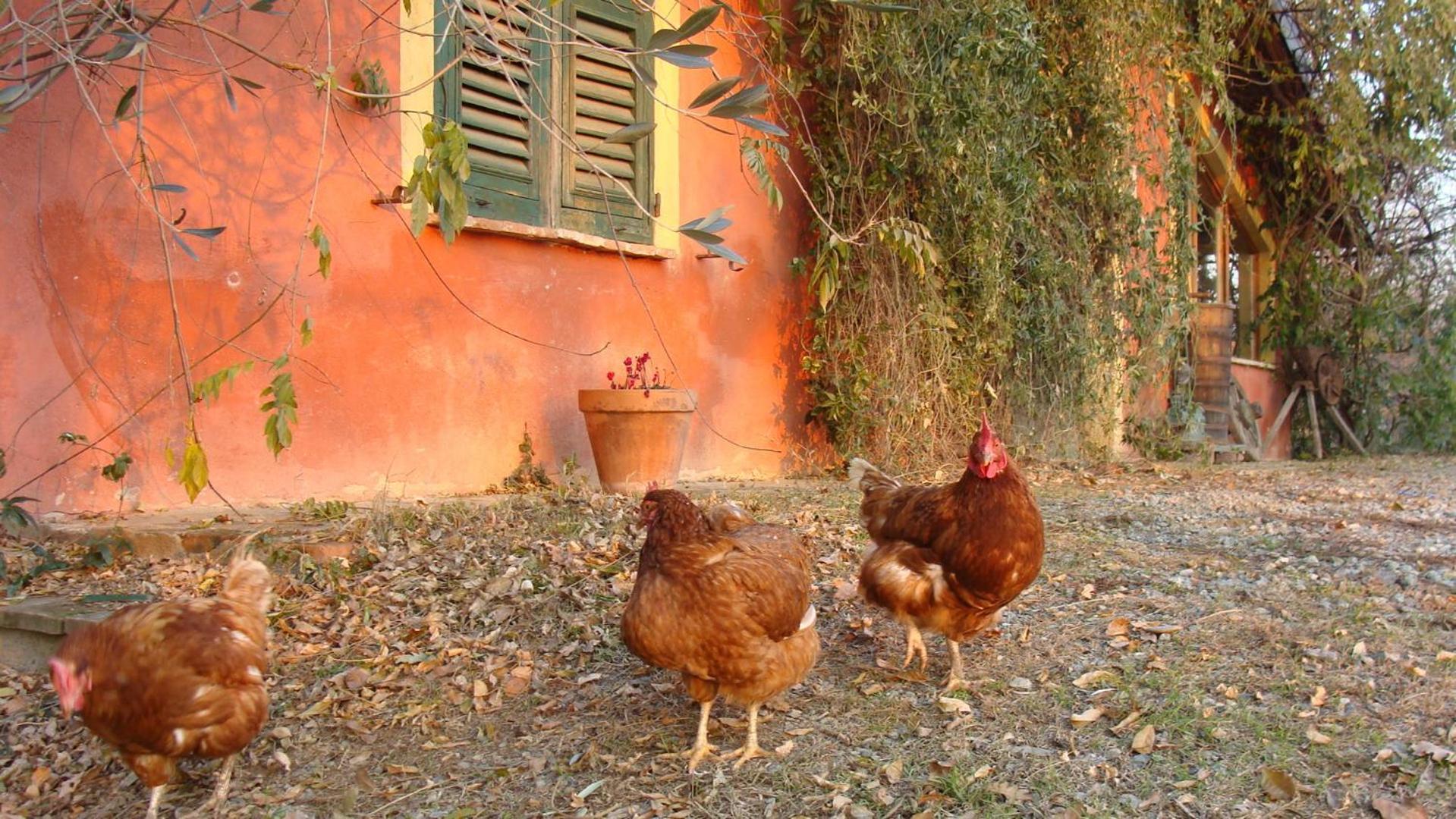 Agriturismo Cascina Degli Ulivi Novi Ligure Eksteriør billede