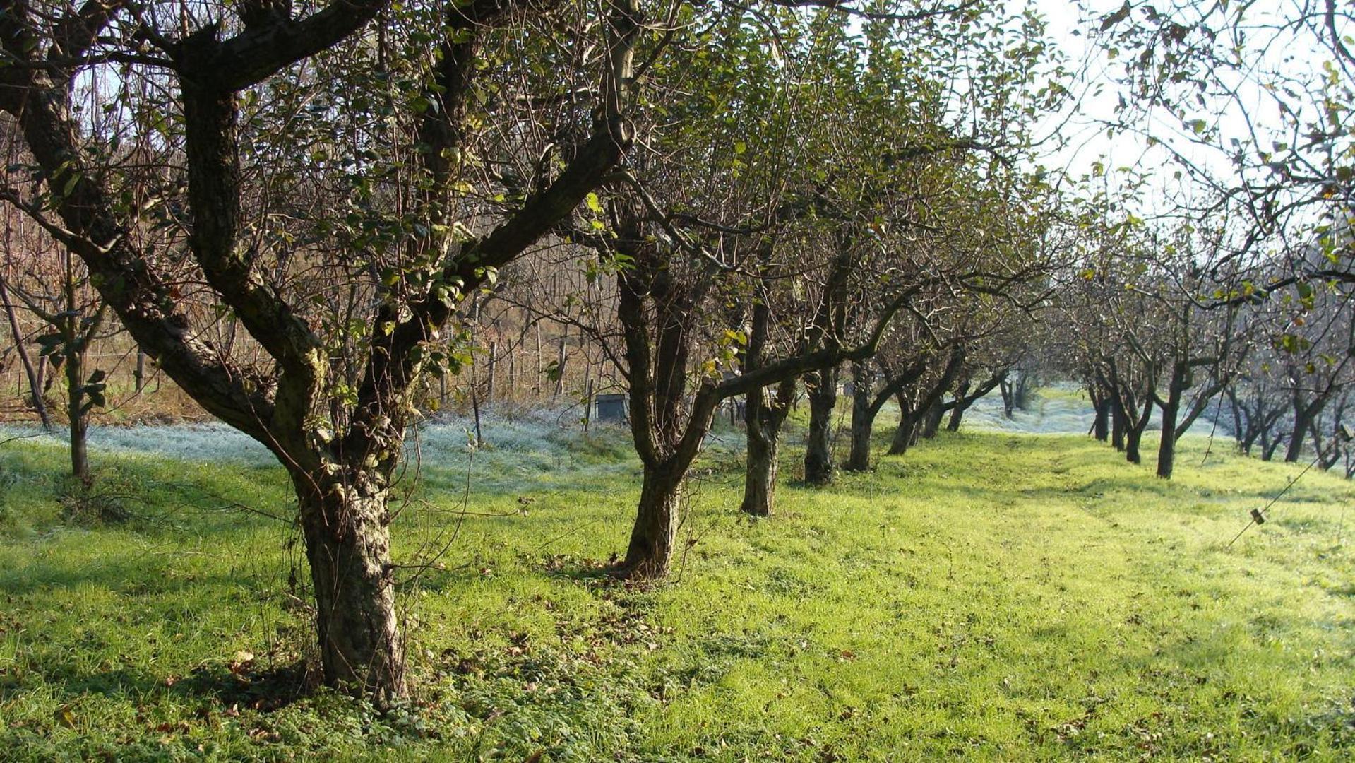 Agriturismo Cascina Degli Ulivi Novi Ligure Eksteriør billede